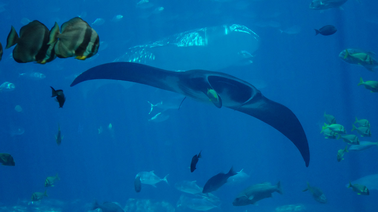 USA - September 2012<br>Atlanta, Aquarium - Manta und Walhai